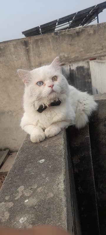 persian white cat Male 0