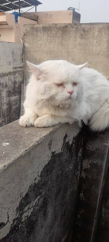 persian white cat Male 1