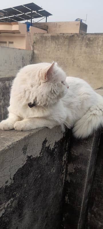 persian white cat Male 2