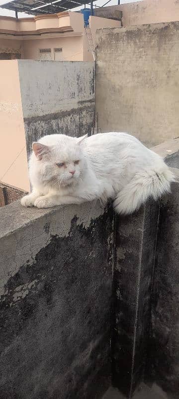 persian white cat Male 3