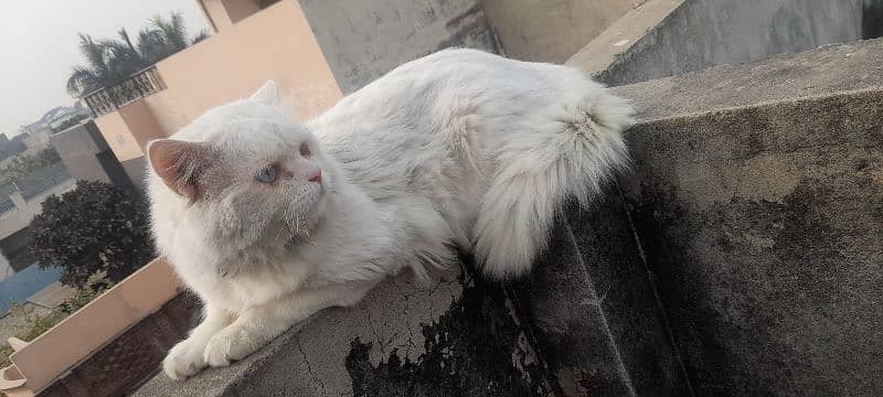 persian white cat Male 4