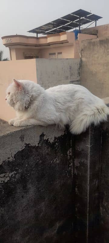 persian white cat Male 5