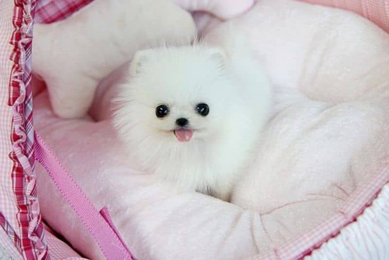 Pomeranian puppies 03365993385 0