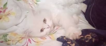 persian cat