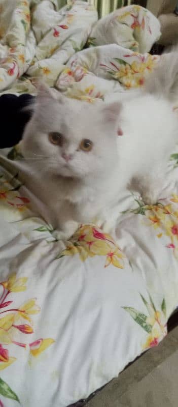 persian cat 1