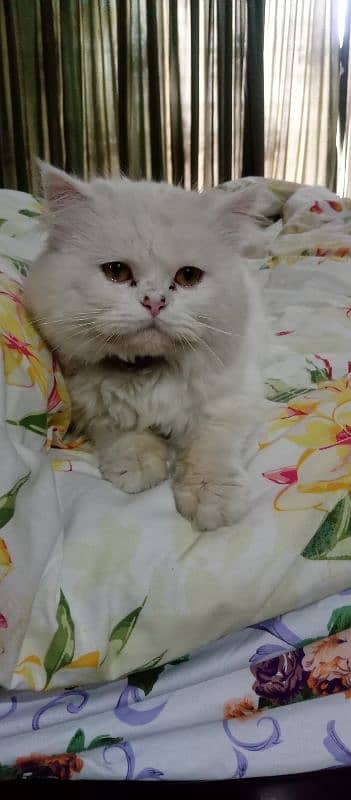 persian cat 2