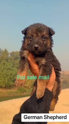 German Shepherd double coat 45 days  Mail For Sale