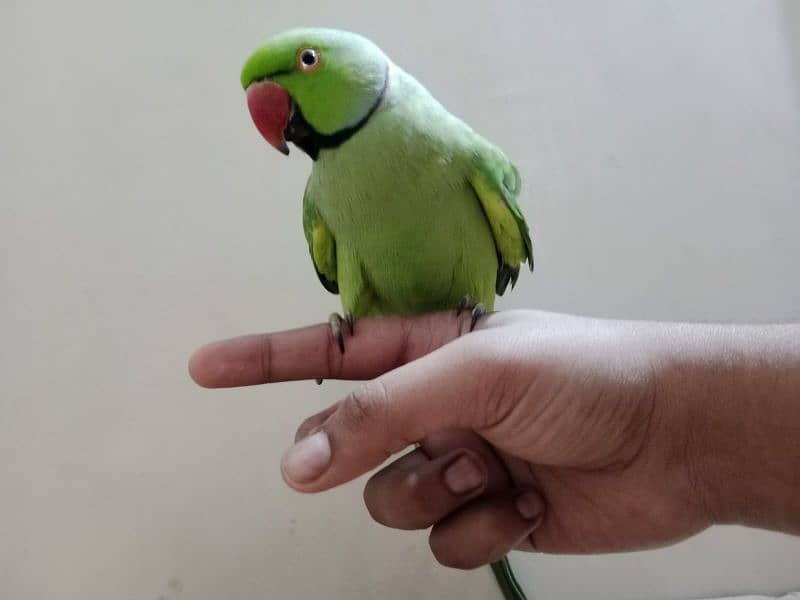 Ringneck ka male hai handtame+ talking 3