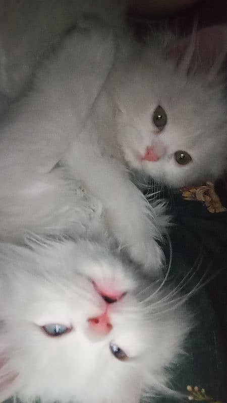 triple coated Persian kittens 0