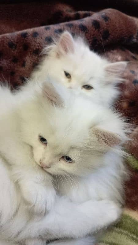 triple coated Persian kittens 1