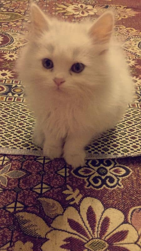 triple coated Persian kittens 2