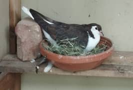 sherazi female pigeon