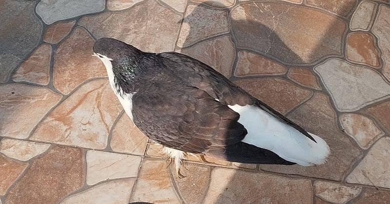 sherazi female pigeon 1