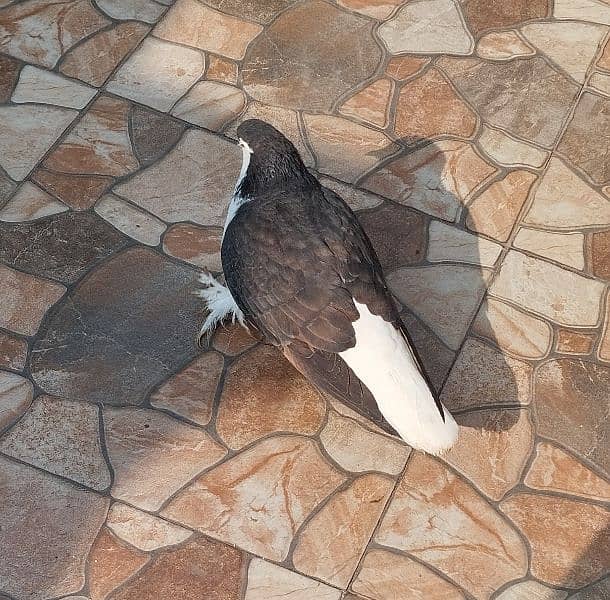 sherazi female pigeon 2