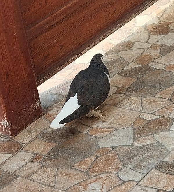 sherazi female pigeon 3