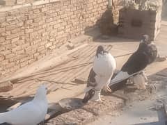 gubara or qasid pigeon exchange possible