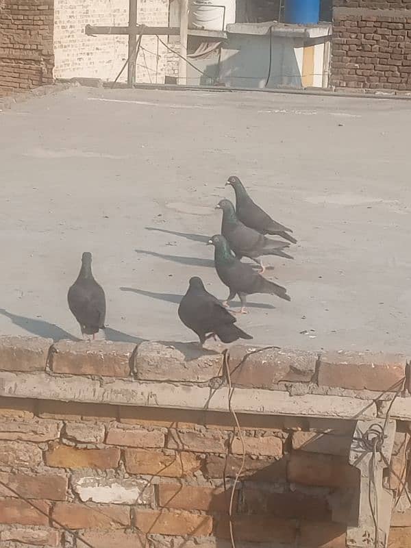 gubara or qasid pigeon exchange possible 3