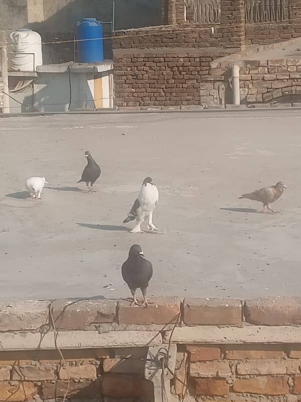 gubara or qasid pigeon exchange possible 4