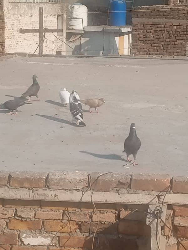 gubara or qasid pigeon exchange possible 5