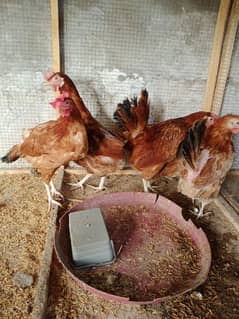 dessi egg laying lohman brown hens