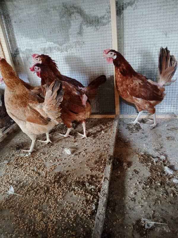 dessi egg laying lohman brown hens 2