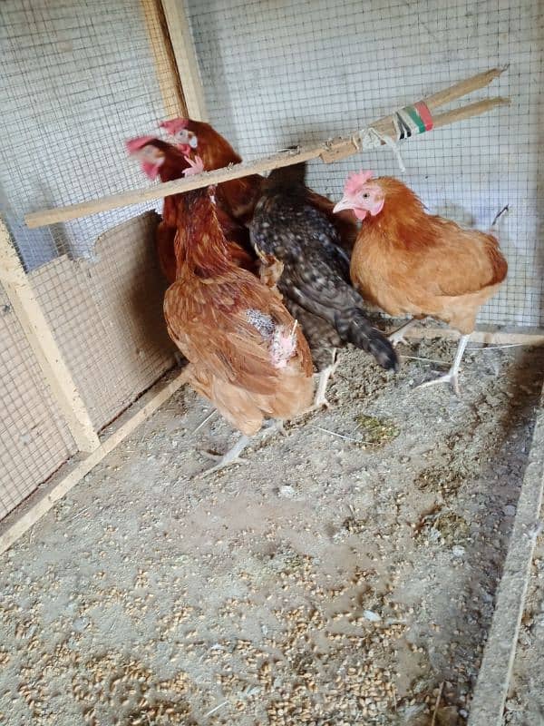 dessi egg laying lohman brown hens 3