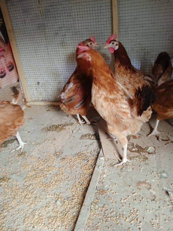 dessi egg laying lohman brown hens 4