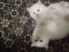 Persian kittens up for sale