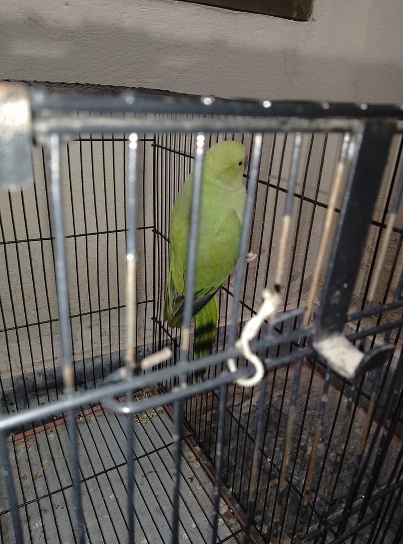 2 females green parrot for sale 0