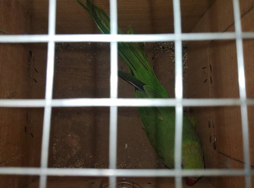 2 females green parrot for sale 1