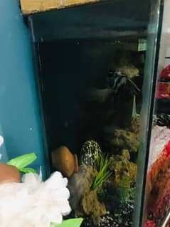 aquarium for sale with fishes