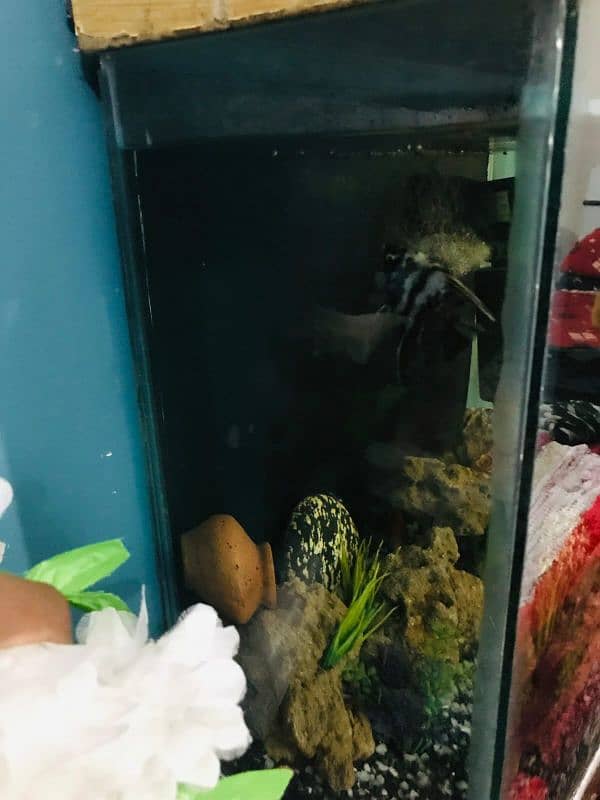 aquarium for sale with fishes 0