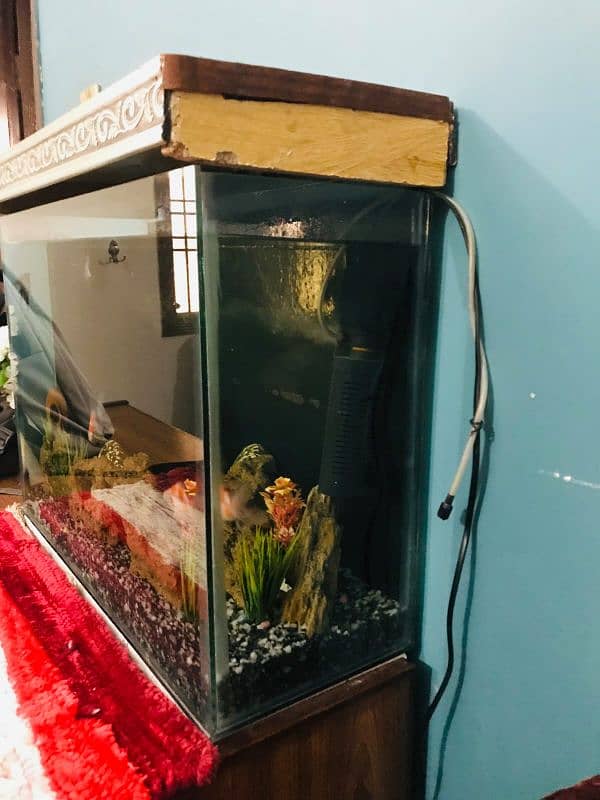 aquarium for sale with fishes 2