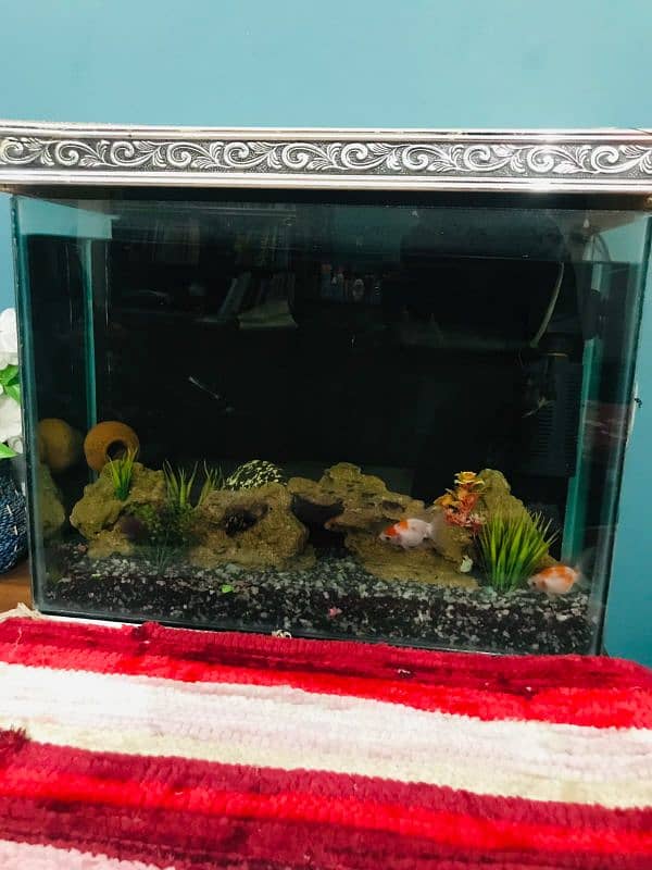 aquarium for sale with fishes 4