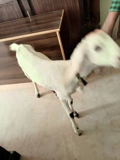 goat for sale