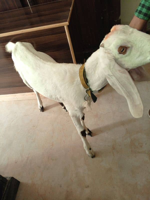 goat for sale 1