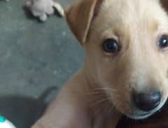 Labrador retriever for skin color/0/3/0/1/5/2/1/6/1/4/7