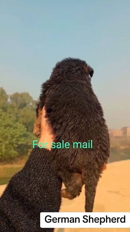 German Shepherd double coat Mail For Sale 1