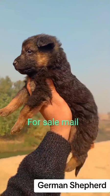 German Shepherd double coat Mail For Sale 2