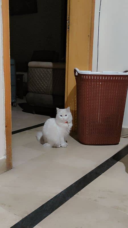 Persian cat for sale 2