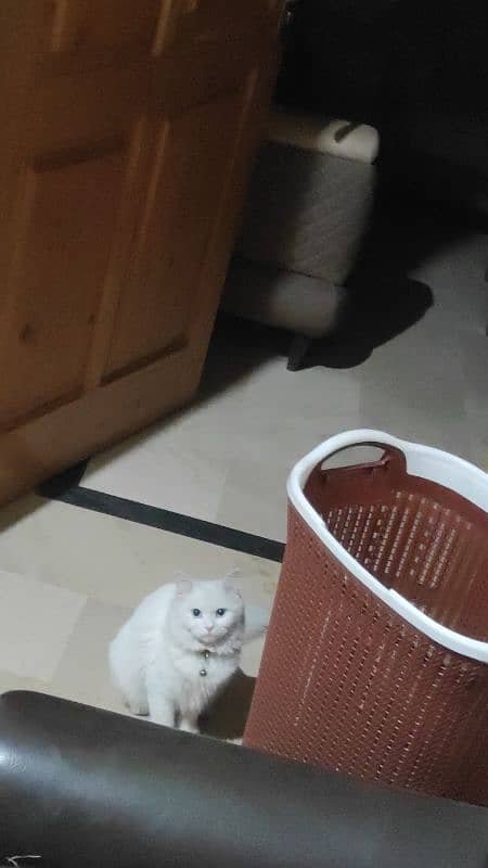 Persian cat for sale 5