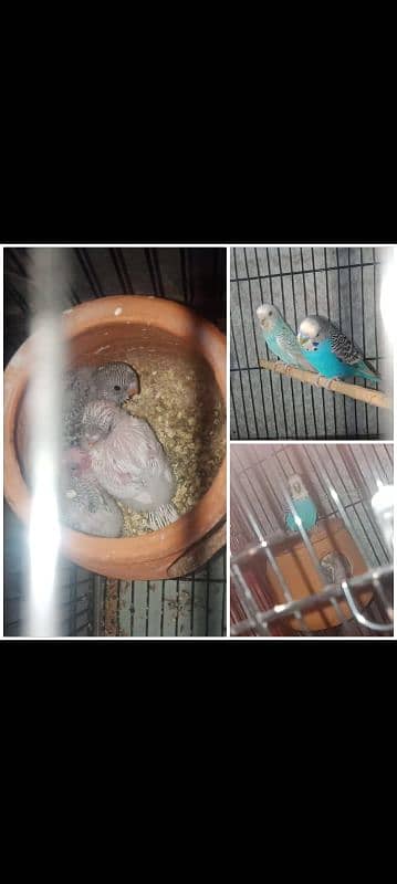 BUDGIES BREEDER PAIR WITH 4 CHICKS 0