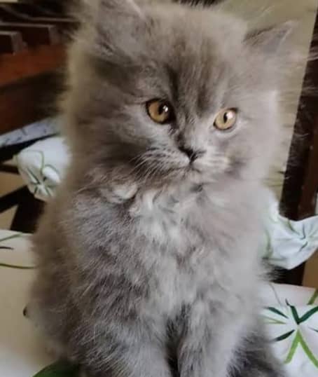 persian male kitten 0