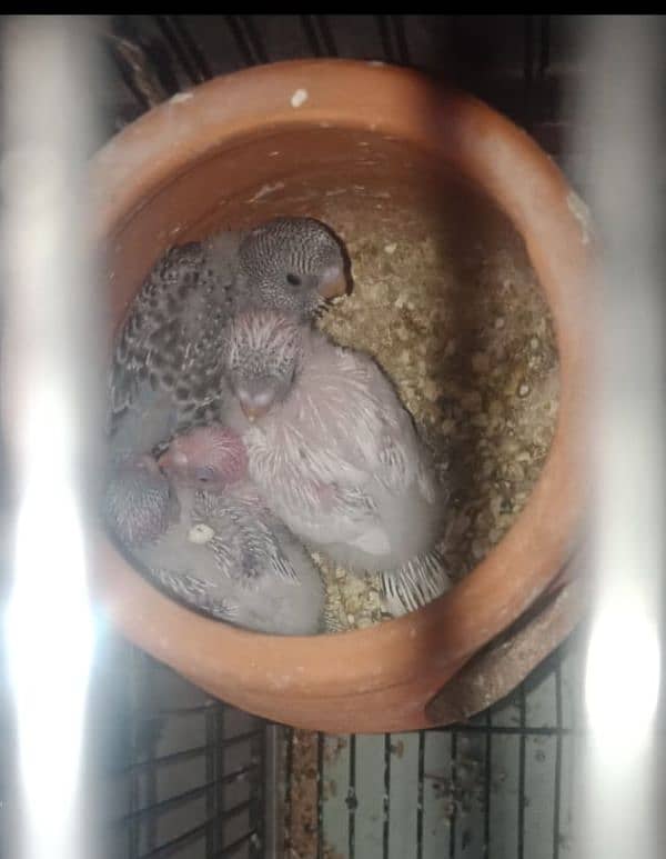 BUDGIES BREEDER PAIR WITH 4 CHICKS 1