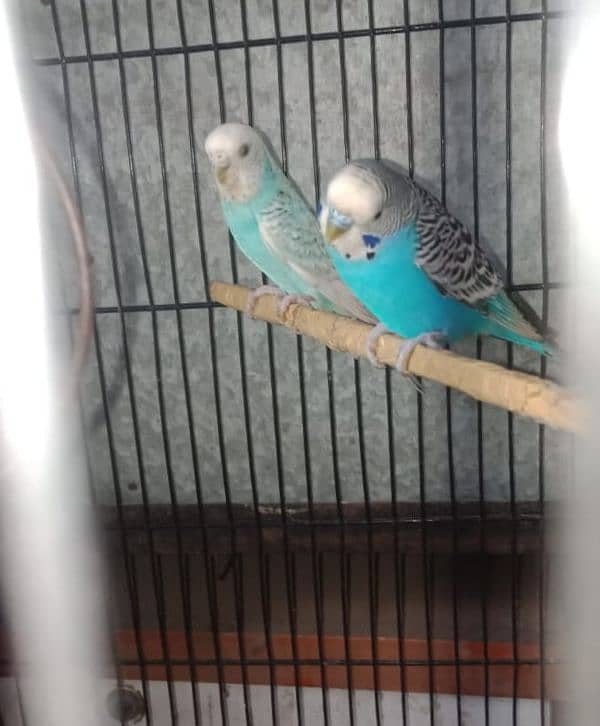 BUDGIES BREEDER PAIR WITH 4 CHICKS 2