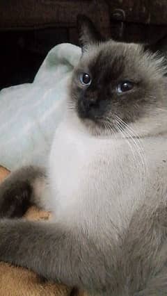 Siamese Male Cat