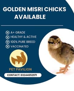 Golden misri Chicks