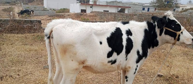 پیور فریزین فارمی  بچھڑیFriesian pure Heifer 0