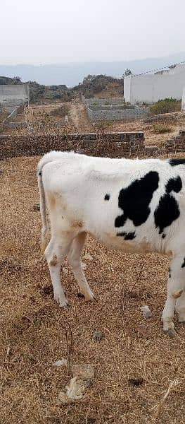 پیور فریزین فارمی  بچھڑیFriesian pure Heifer 1