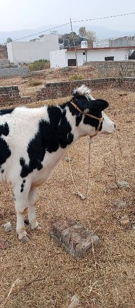 پیور فریزین فارمی  بچھڑیFriesian pure Heifer 2